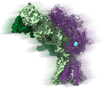 Illustration of the 3D architecture of the human delta-2 glutamate receptor